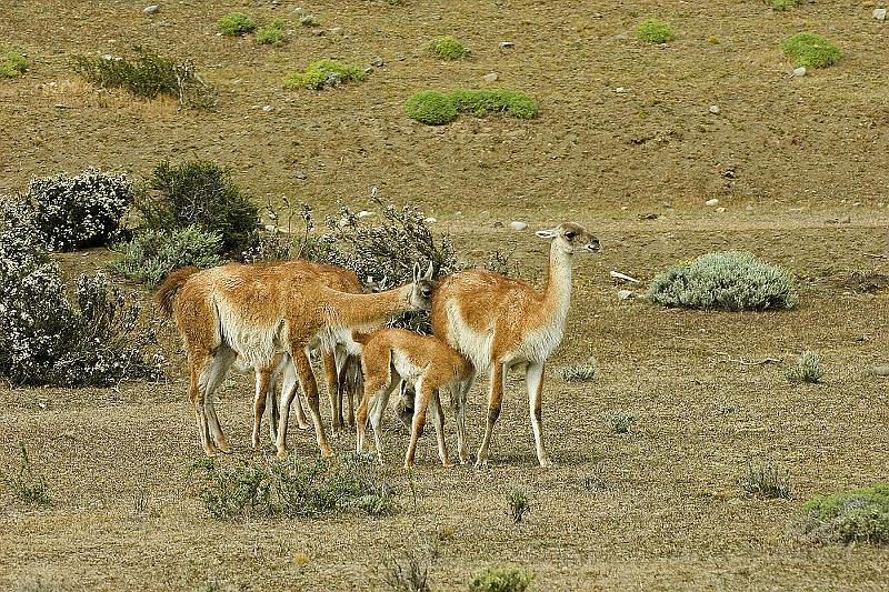 20071213 115910 D2X 4200x2800.jpg - Guanaco (a woolier llama), Torres del Paine National Park